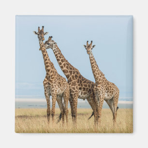 Aimant Trois girafes en pose