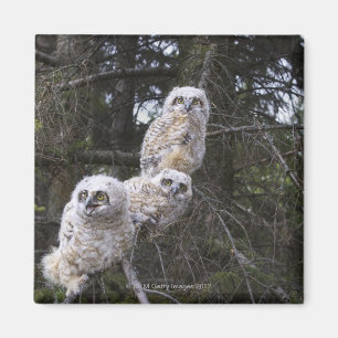 Aimant Trois grands poussins de hibou à cornes (Bubo