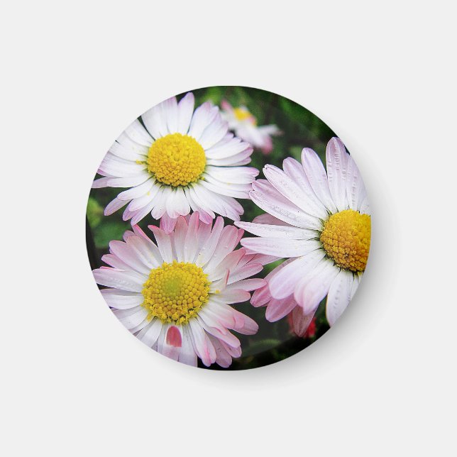 Aimant Trois marguerites rose et blanc (Devant)