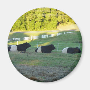 Aimant trois vaches