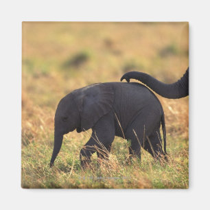 Aimant Tronc d'éléphant touchant la progéniture, Kenya,