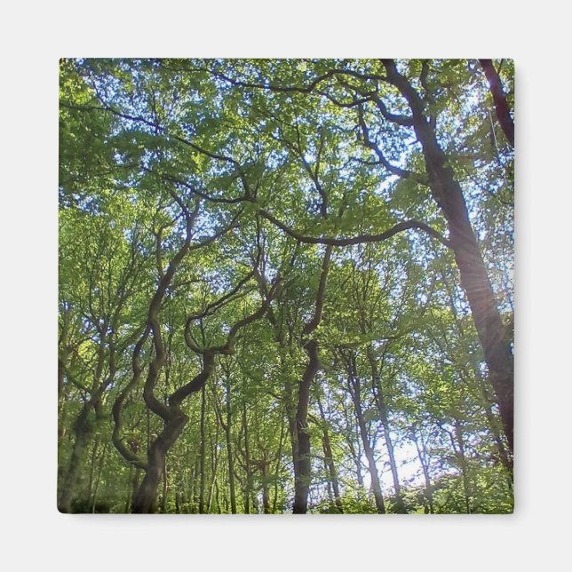 Aimant Trop d'arbres (Devant)
