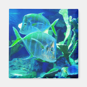 Aimant Tropcal Fish en bleu