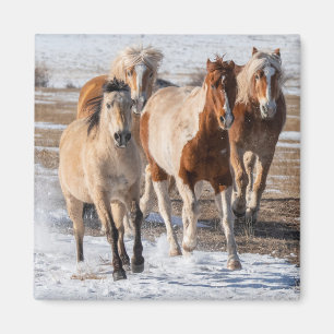 Aimant Troupeau de chevaux de race mixte courant dans la