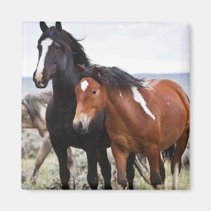 Aimant Troupeau de Chevaux sauvages