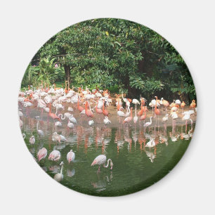 Aimant troupeau de flamants