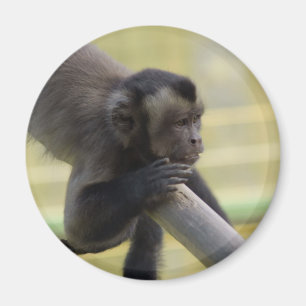 Aimant tufté de singe de capucin
