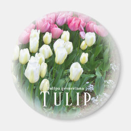 Aimant Tulip
