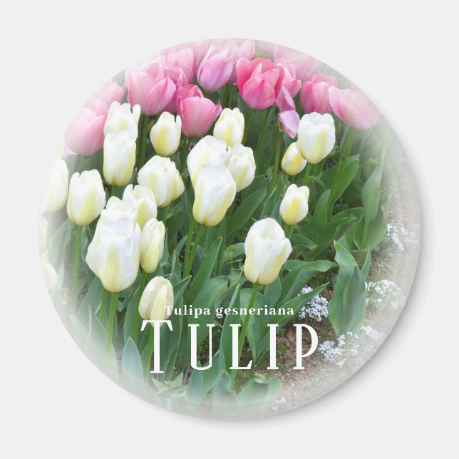 Aimant Tulip (Devant)