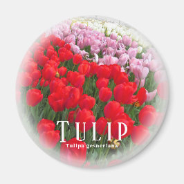 Aimant Tulip