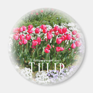 Aimant Tulipe