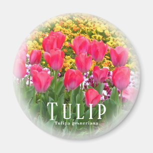 Aimant Tulipe