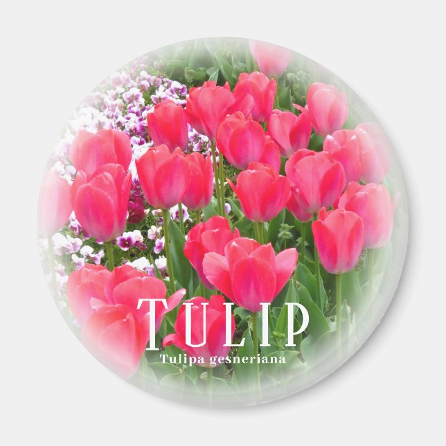 Aimant Tulipe (Devant)