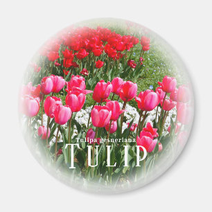 Aimant Tulipe