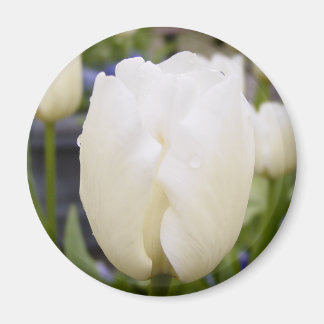 Aimant Tulipe blanche