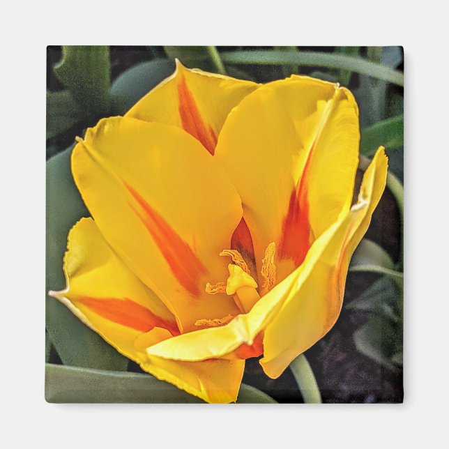 Aimant Tulipe jaune dans l'aimant en fleur (Devant)