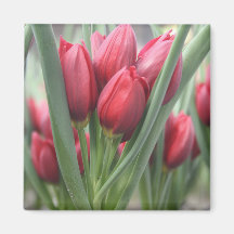 tulipes