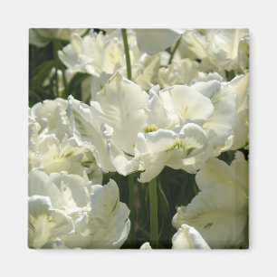 Aimant Tulipes blanches