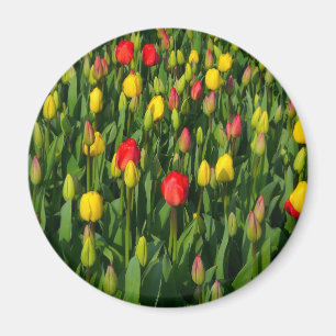 Aimant Tulipes colorées