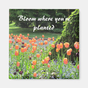 Aimant Tulipes - Fleurissez où vous êtes plantées