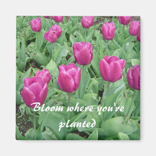 Aimant Tulipes - Fleurissez où vous êtes plantées