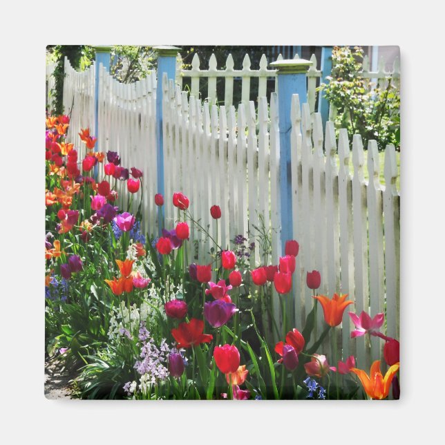 Aimant tulipes jardin piquet blanc clôture Cape May photo (Devant)