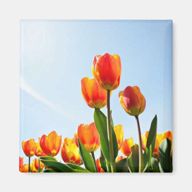 Aimant Tulipes orange et rouge du dessous (Devant)
