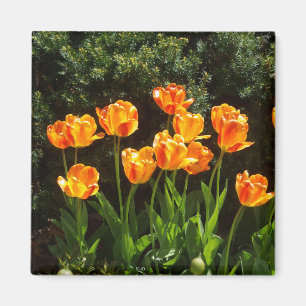 Aimant Tulipes orange jaune