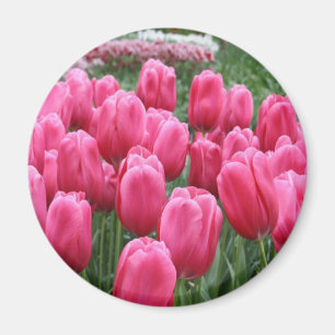 Aimant Tulipes roses