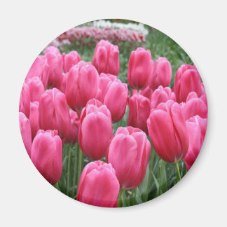 Aimant Tulipes roses