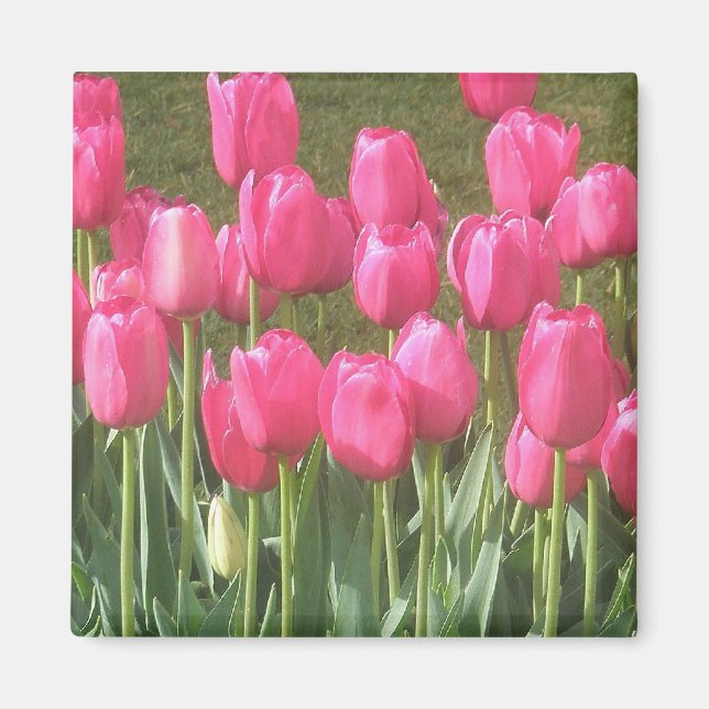 Aimant Tulipes Roses (Devant)