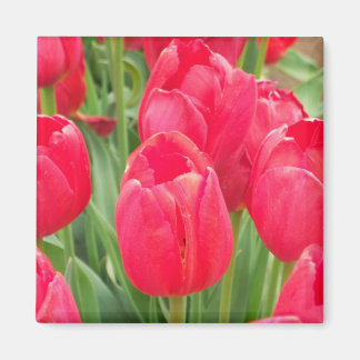 Aimant Tulipes rouges