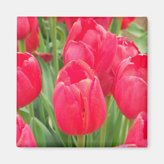 Aimant Tulipes rouges (Devant)