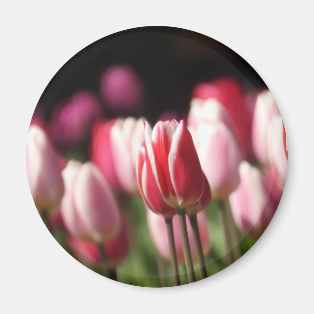 Aimant Tulipes rouges et blanches et roses (Devant)