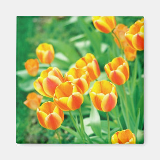 Aimant Tulipes solaires