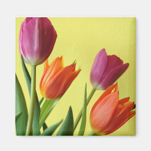 Aimant Tulipes Violettes Et Oranes