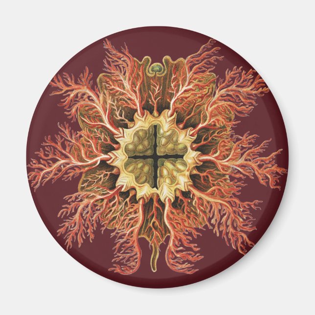 Aimant Tuniqué marin Ernst Haeckel Mer Rouge Art de la vi (Devant)