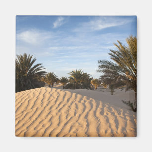 Aimant Tunisie, désert du Sahara, Douz, Grande Dune, palm