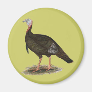Aimant Turkey: Eastern Wild Tom