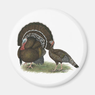 Aimant Turkey Standard Bronze