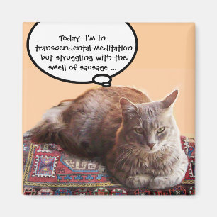 AIMANT TURKISH CAT IN TRANSCENDENTAL MEDITATION