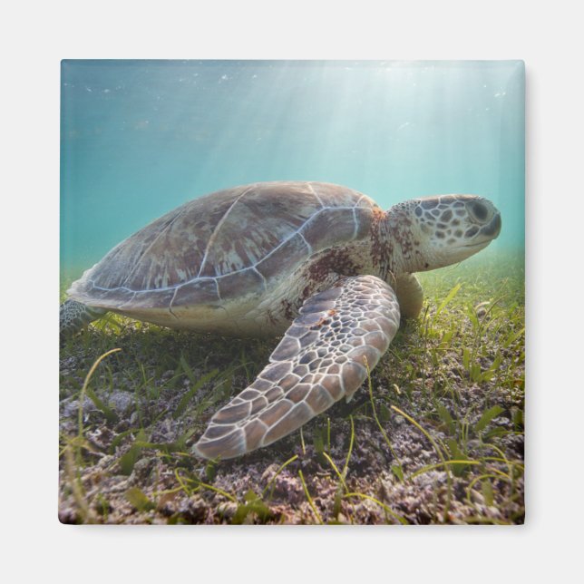 Aimant Turtle At Dusk | Bay (Devant)