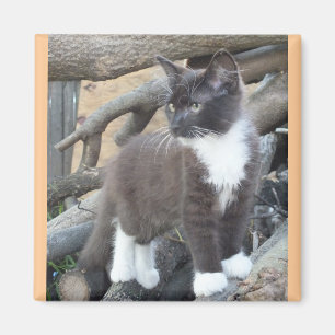 Aimant Tuxedo Kitten