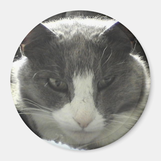Aimant Twiggy Cat (Devant)