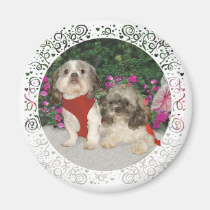 Aimant Two Shih Tzus in a Garden