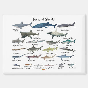 Aimant Types de requins