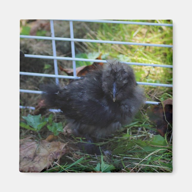 Aimant Un bébé Silkie (Devant)
