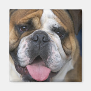 Aimant Un bouledogue anglais en Belgique.