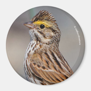 Aimant Un Bruant de Savannah curieux