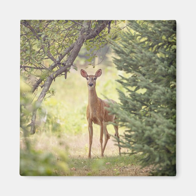 Aimant Un cerf solitaire (Devant)